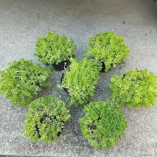 ●1ポット100円 セダム (マンネングサ)  の画像