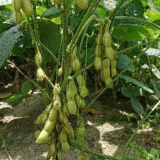 社員、野菜の栽培管理業務全般(採用1名)の画像