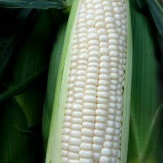 社員、野菜の栽培管理業務全般(採用1名)の画像
