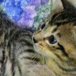 よもぎ猫里親募集