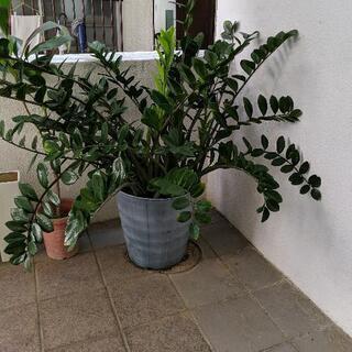 観葉植物　値下げしました。