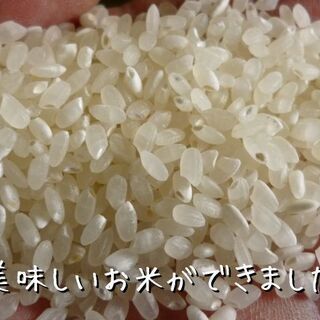 令和６年産  新米　元気つくし　玄米　３０kg　