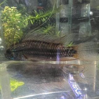 アピストグラマ 大サイズ 2匹の画像