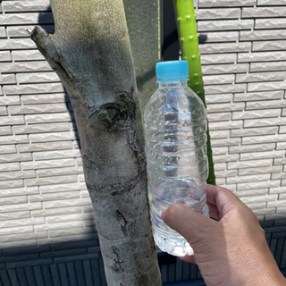 オリーブの木売りますの画像