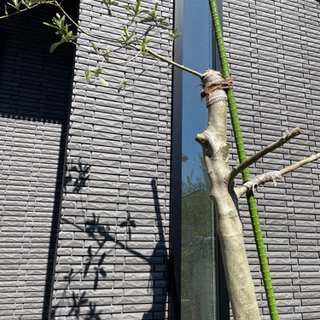 オリーブの木売りますの画像