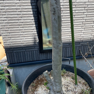 オリーブの木売りますの画像