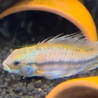 アピストグラマ 大サイズ 2匹