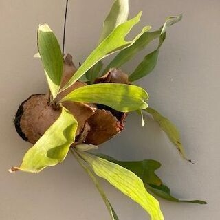 【引越の為、特別格安価格】コウモリラン/ビカクシダ/インテリア/観葉植物の画像
