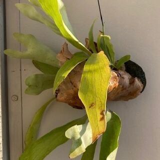 【引越の為、特別格安価格】コウモリラン/ビカクシダ/インテリア/観葉植物の画像