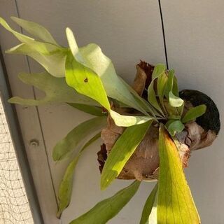 【引越の為、特別格安価格】コウモリラン/ビカクシダ/インテリア/観葉植物の画像