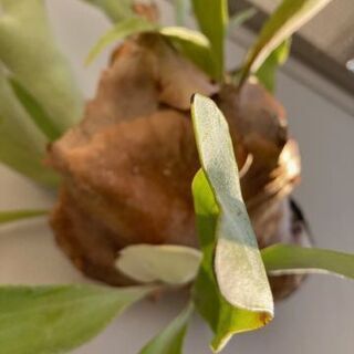 【引越の為、特別格安価格】コウモリラン/ビカクシダ/インテリア/観葉植物の画像