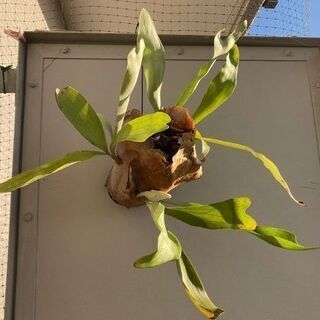 【引越の為、特別格安価格】コウモリラン/ビカクシダ/インテリア/観葉植物の画像