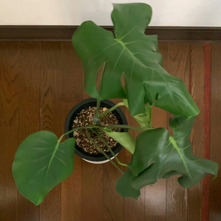 観葉植物 🪴モンステラの画像
