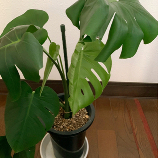 観葉植物 🪴モンステラの画像