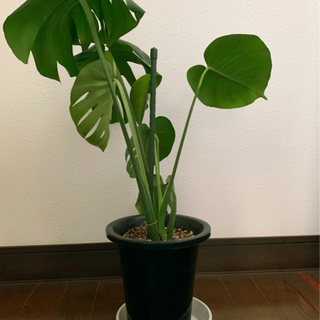 観葉植物 🪴モンステラの画像