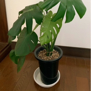 観葉植物 🪴モンステラの画像