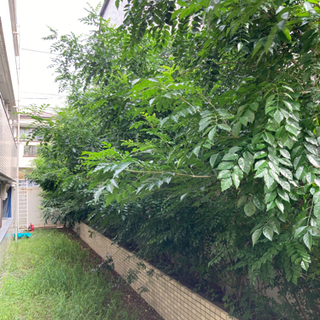 〔練馬区 杉並区在住の方〕お庭でお困りの方❗️ - 剪定/造園