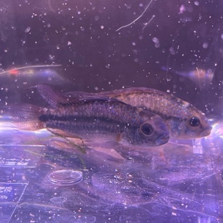 アピストグラマ 大サイズ 2匹の画像