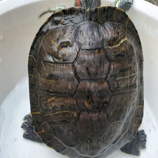ミドリガメ