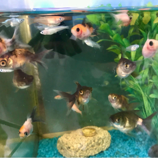 格安♪ 金魚 若魚500円 
の画像