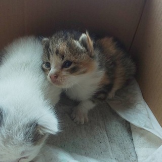 生後数週間の猫ちゃんの里親募集してます！！