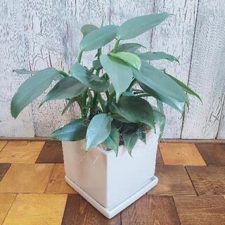 【観葉植物】　シルバーメタル　　受皿付