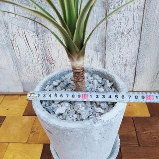 【観葉植物】コルジリネ　ディライト　 受皿付の画像