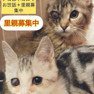 ハンディのある子猫ちゃんたちスコティッシュとマンチカン●●アゴは...