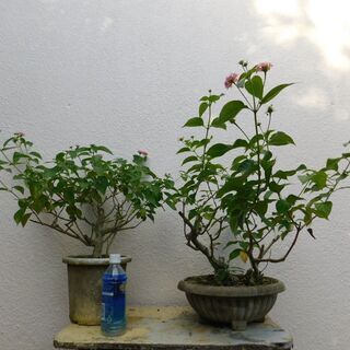 ランタナ
