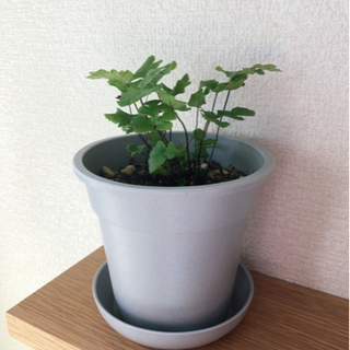 観葉植物　プテリス②　15cm　グレーカラーの3.5号の鉢と受け皿付き