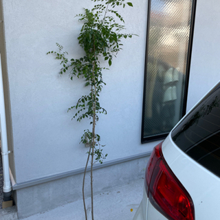 剪定した　シマネトリコ　　観葉植物