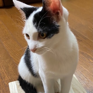 7ヶ月頃の中猫ちゃん（メス）