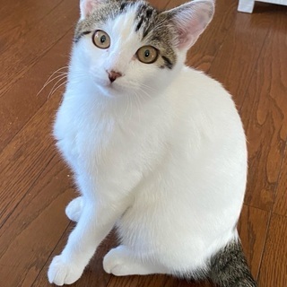 7ヶ月の中猫ちゃん