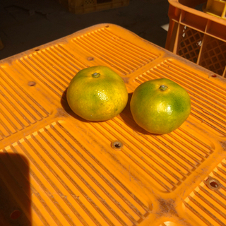 熊本植木ミカン　豊福　