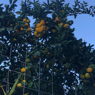 熊本植木ミカン　豊福　の画像