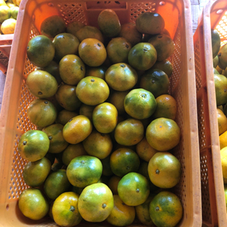 熊本植木ミカン　豊福　の画像