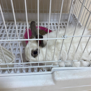 うさぎ　里親募集します