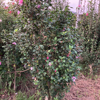 ムクゲ・カナメの植木