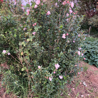 ムクゲ・カナメの植木の画像
