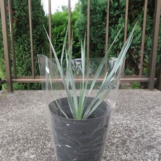 ユッカ、庭植物、観葉植物、低木