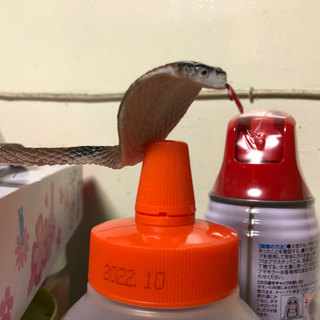 ヘビのおもちゃ