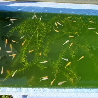 あげます　メダカ10匹（ミックス稚魚）＋ミナミヌマエビ＋マツモ（水草）