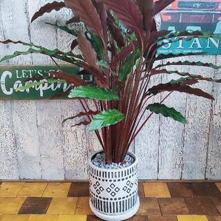 【観葉植物】カラテア・ルフィバルバ　　受皿付