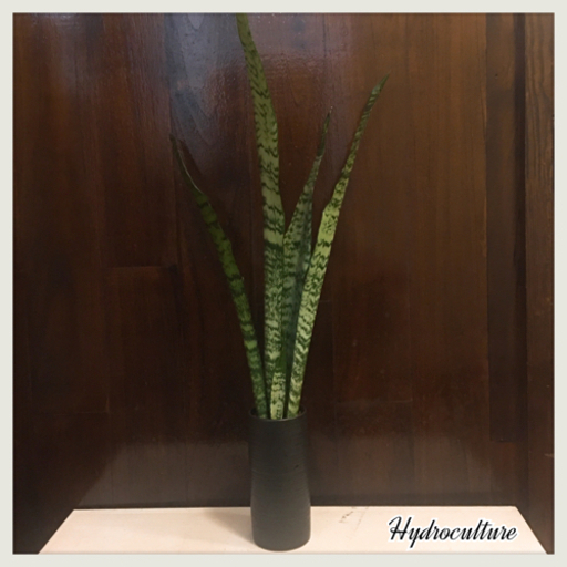 観葉植物サンセベリア・ゼラニカ　ハイドロカルチャー