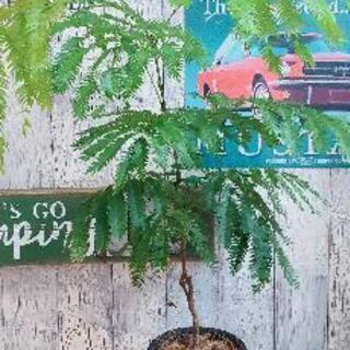 【観葉植物】　エバーフレッシュ　受皿付