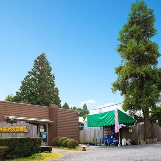 きのこの収穫・袋詰めなどの軽作業スタッフ募集！！