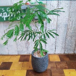 【観葉植物】エバーフレッシュ
