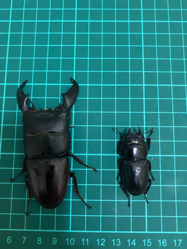 スマトラヒラタ【アチェ】成虫ペア② （クワガタ、カブトムシ）