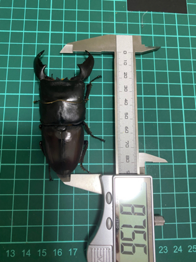スマトラヒラタ【アチェ】成虫ペア② （クワガタ、カブトムシ）