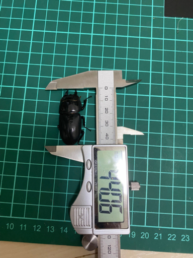 スマトラヒラタ【アチェ】成虫ペア② （クワガタ、カブトムシ）